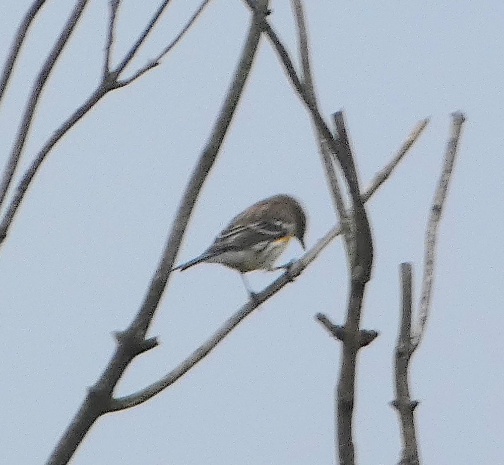 Dendroica coronata