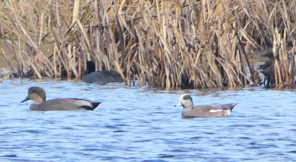 American Wigeon