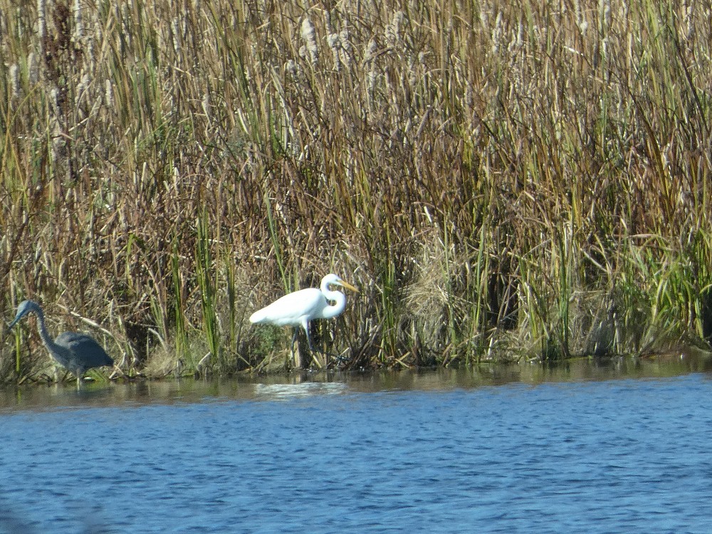 Grande Aigrette