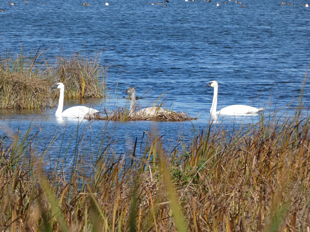 Cisne trompetero