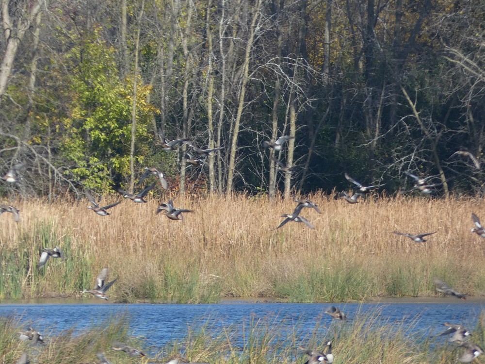 American Wigeon