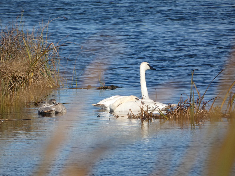 Cisne-trompeteiro