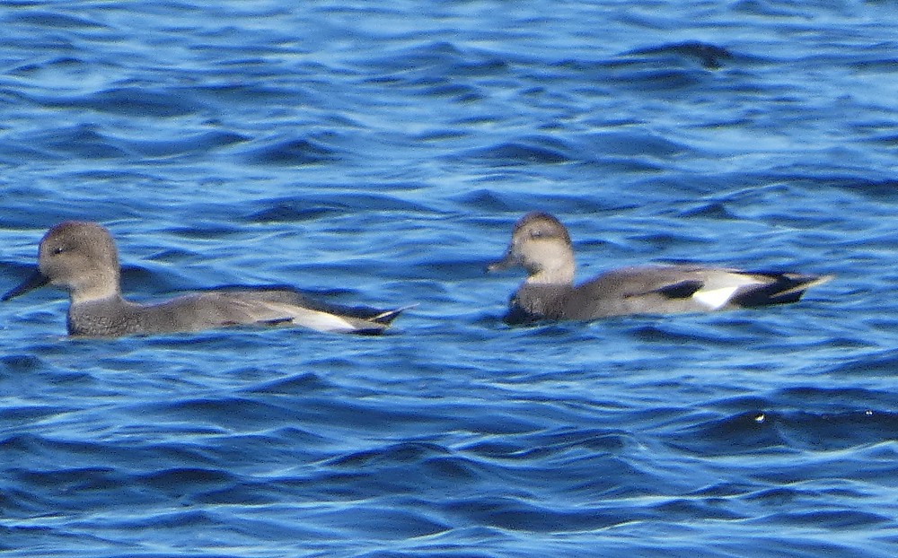 American Wigeon