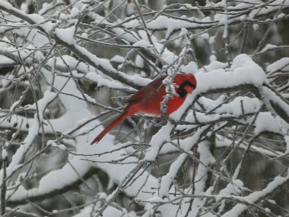 Cardinal rouge