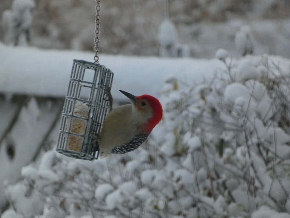 Red-bellied Woodpecker