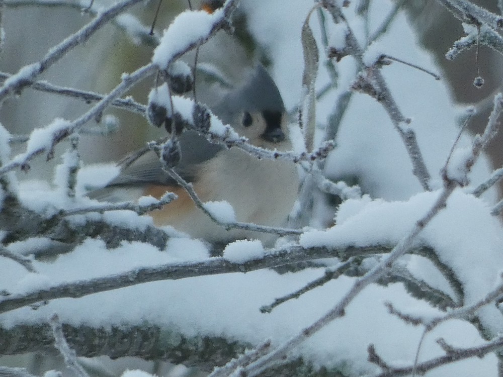 Tufted Titmouse