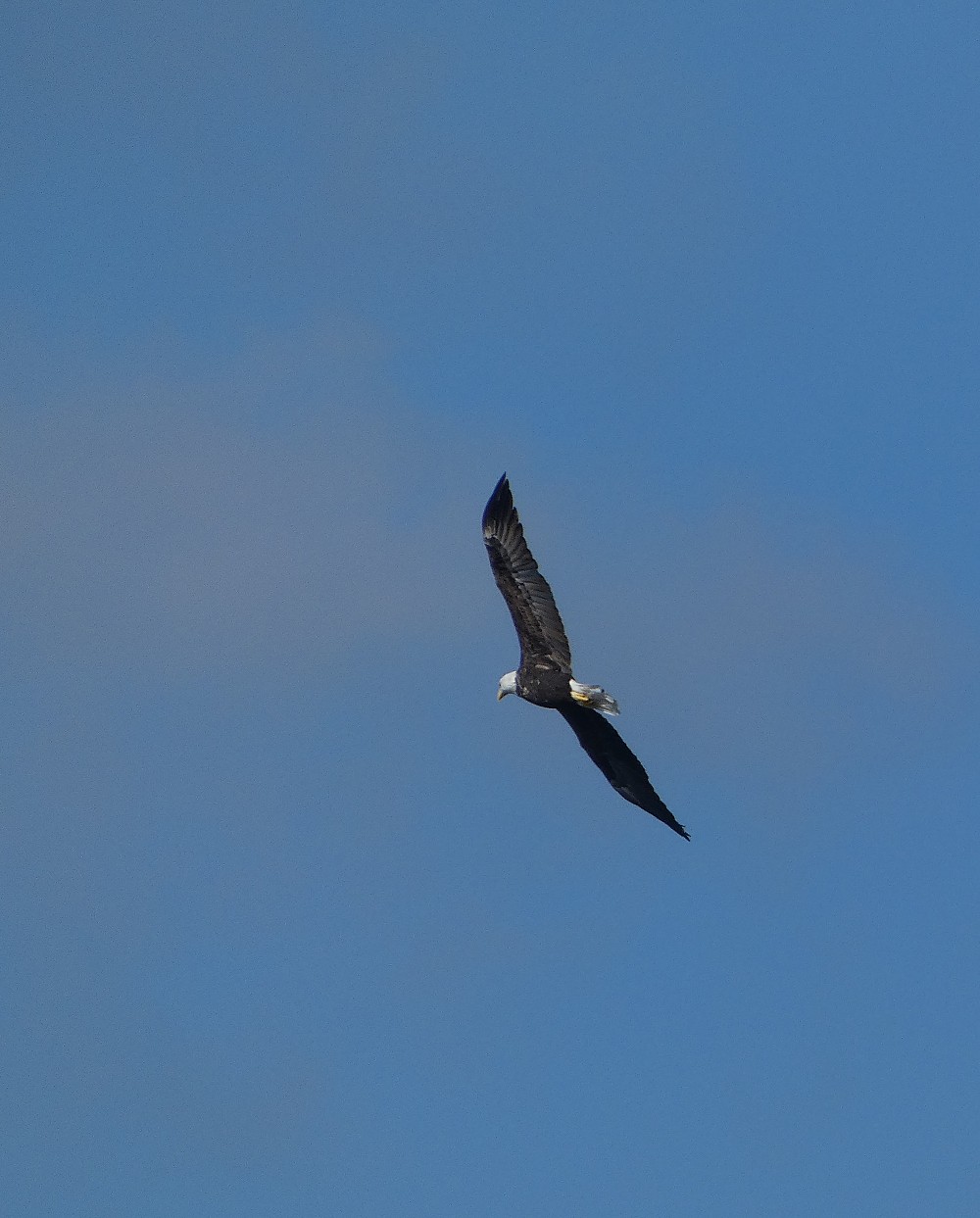 Bald Eagle