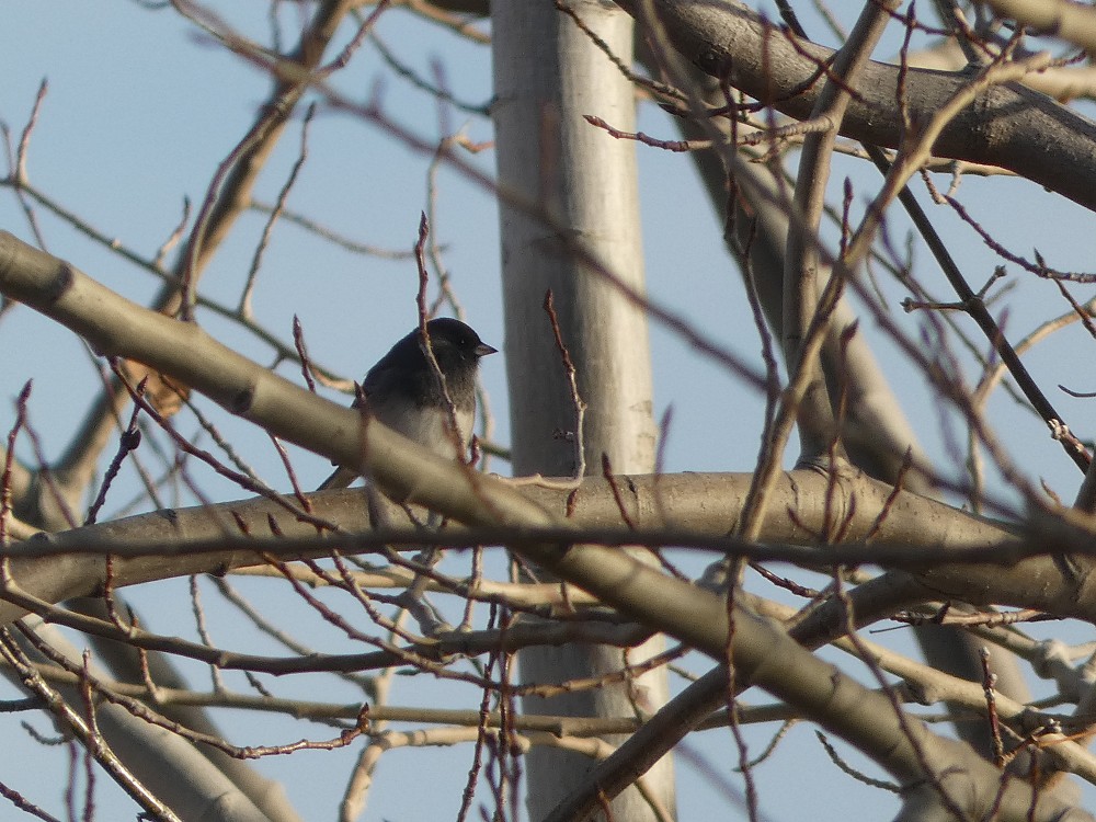 Junco occhiscuri