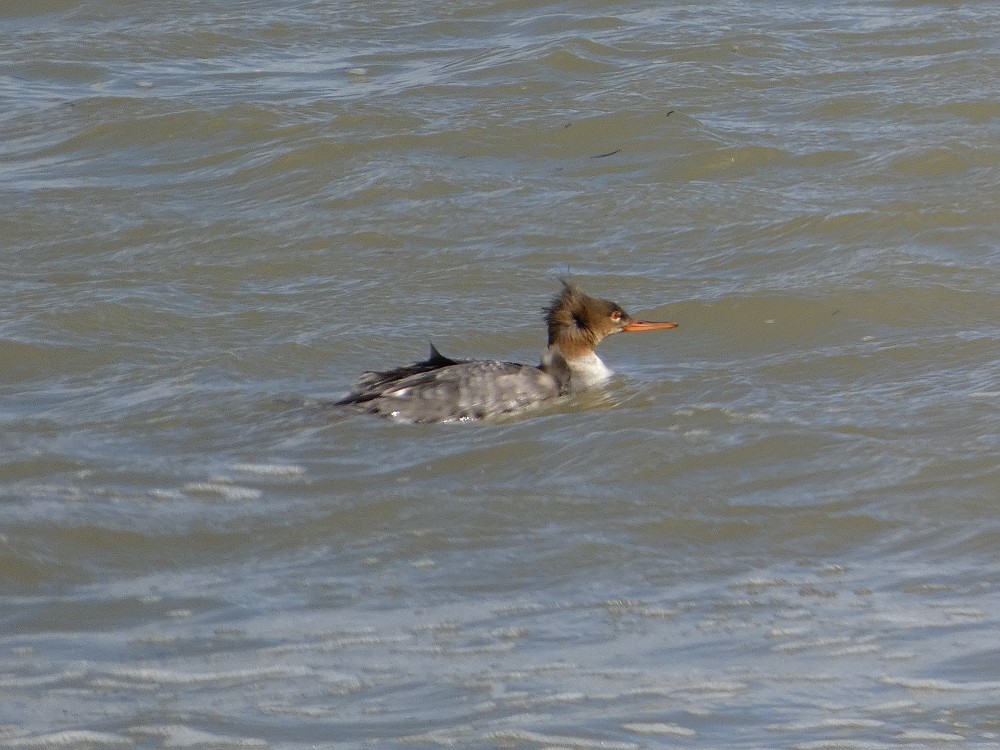 Red-breasted Merganser