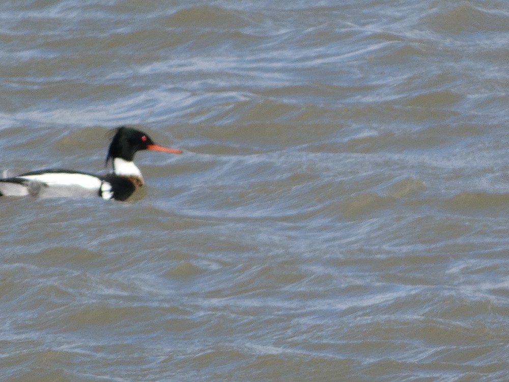 Red-breasted Merganser