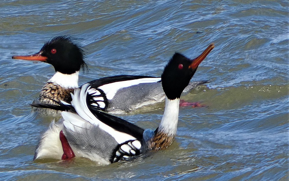 Red-breasted Merganser