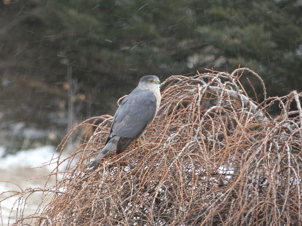 Sharp-shinned Hawk