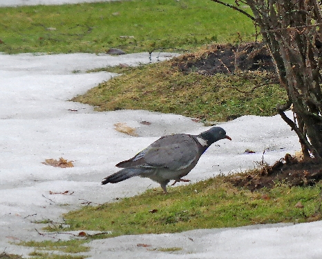 10320 Raasepori (Finnland)