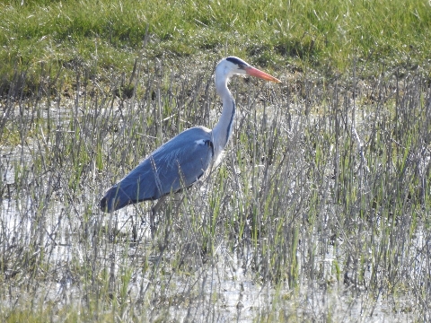 Oare Marshes (Великобритания)