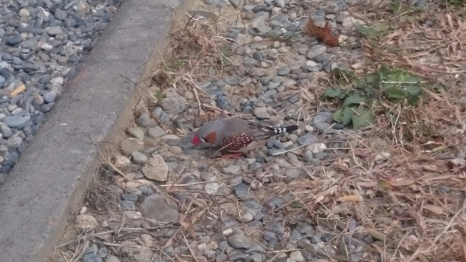 Zebra Finch