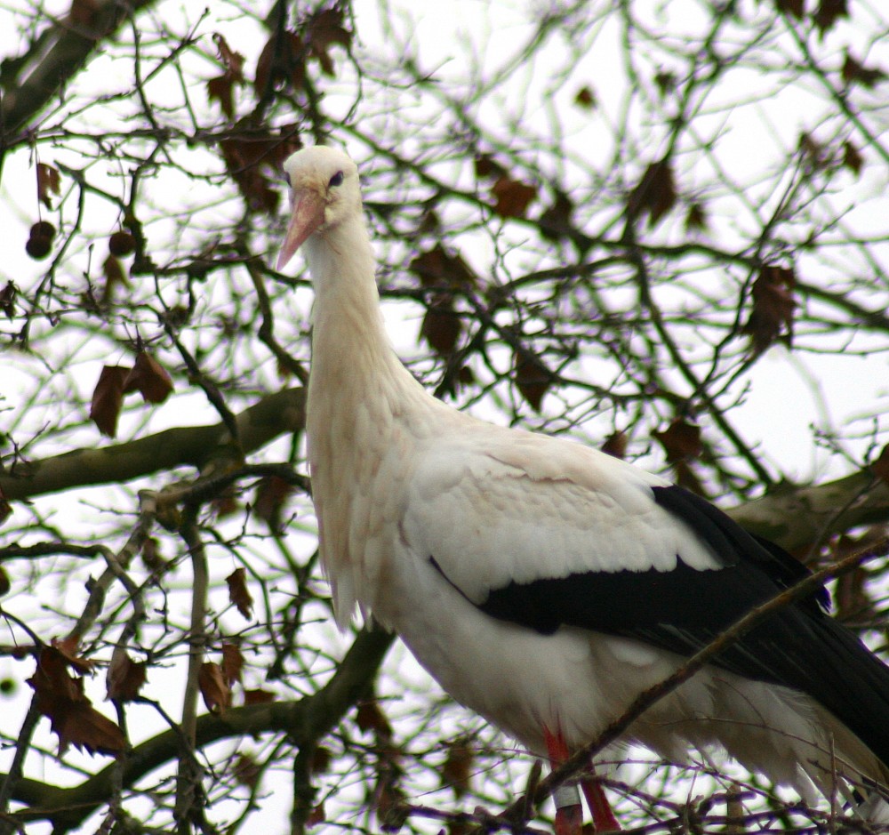 Cigogne blanche