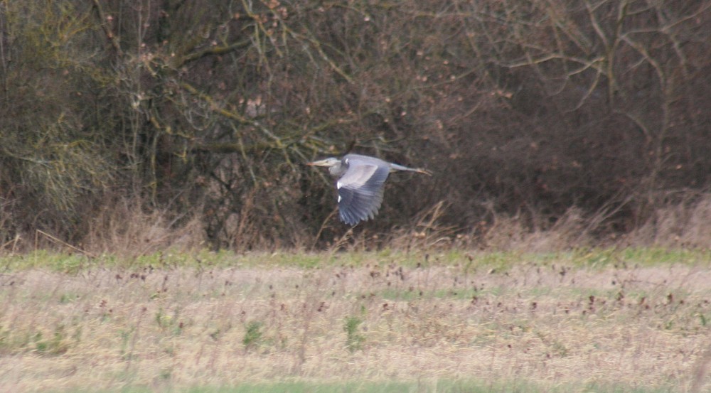 Gray Heron