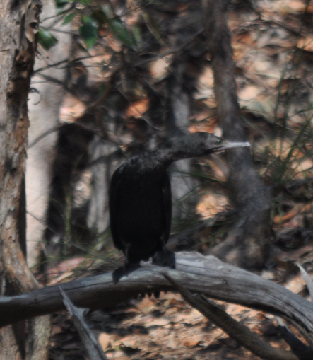 Cormorano nero
