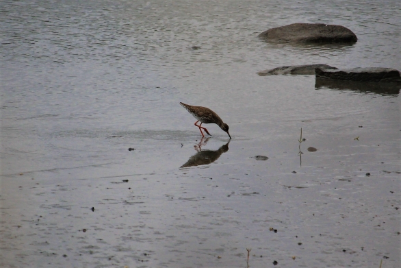 Perna-vermelha-comum