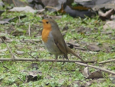 European Robin