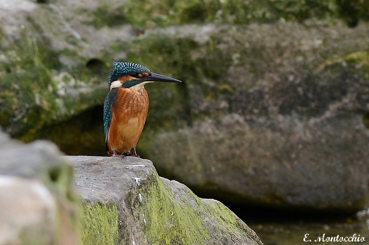 Eisvogel