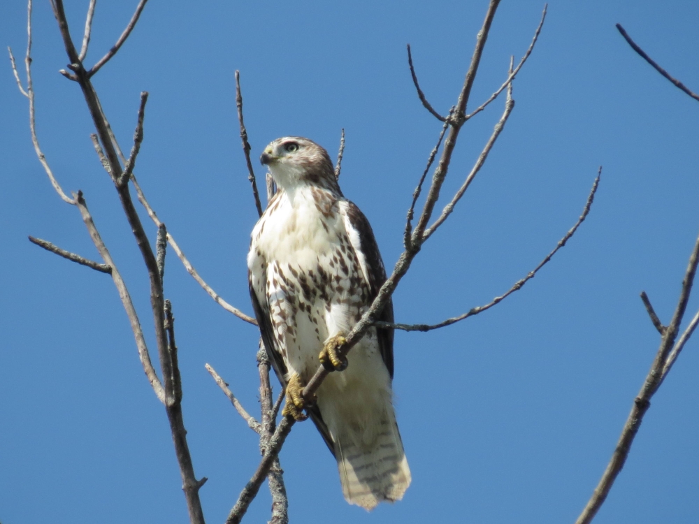 Broad-winged Hawk