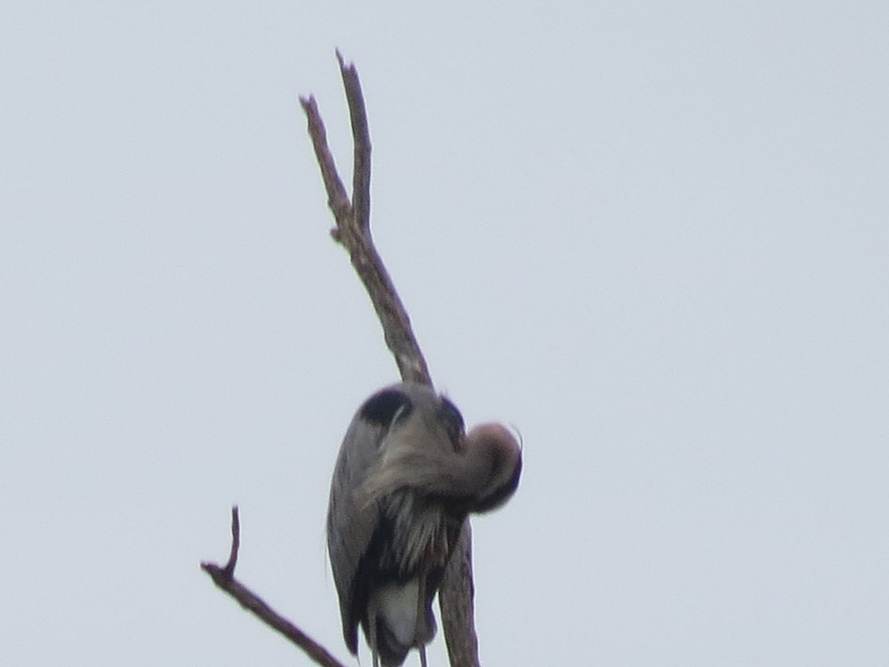 Garça-azul-grande