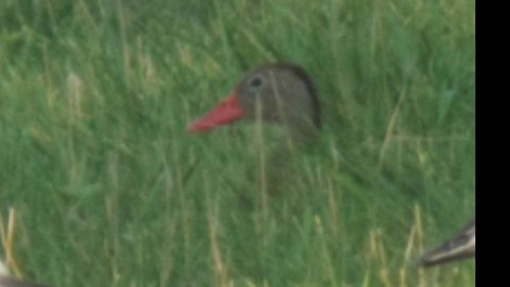 Black-bellied Whistling-Duck