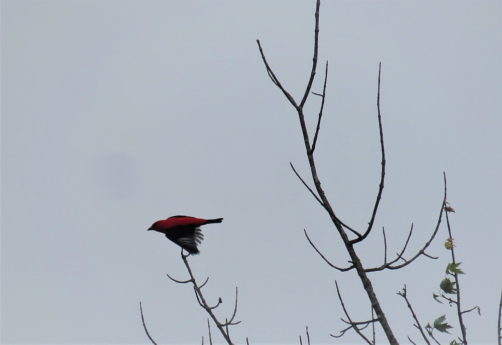 Scarlet Tanager