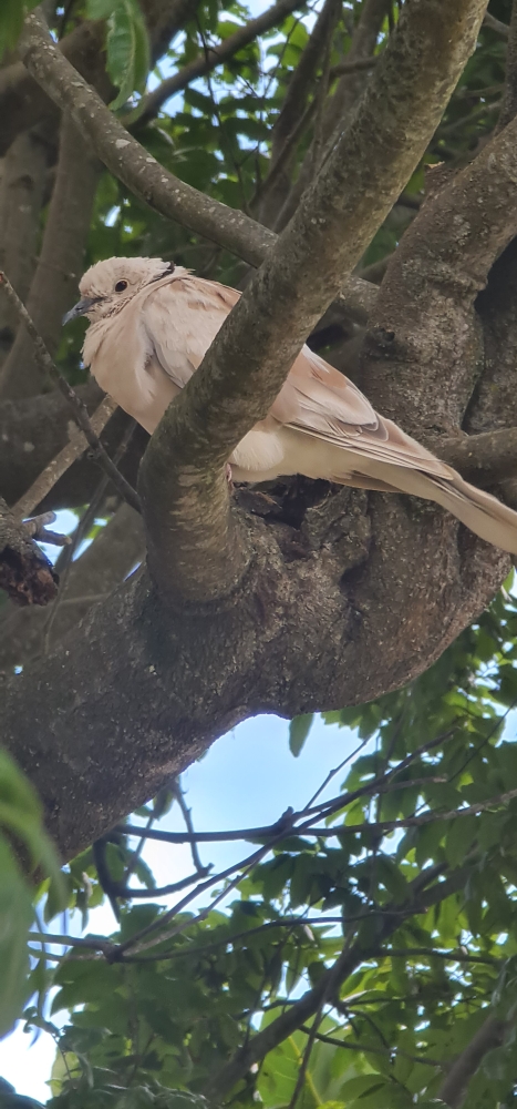 Tortora dal collare africana